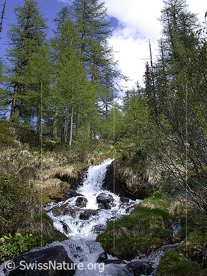 Foto: Seitenarm des Mässerbachs. Der Bach fliesst durch lichten Lärchenwald.