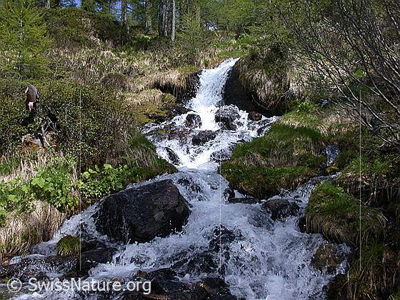 Foto: Seitenarm des Mässerbachs. Der Bach fliesst durch lichten Lärchenwald.