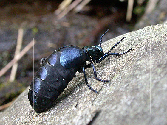 Foto: Schwarzer Maiwurm (Meloe proscarabaeus). Länge 11 - 35mm. Weibchen. Wird auch Schwarzblauer Ölkäfer oder Pflasterkäfer genannt. Trächtiges Weibchen vor Eiablage.
Umgebung: Lichter Bergwald.
Lat.: Meloe proscarabaeus
Familie: Meloidae (Ölkäfer)
Gattung: Meloe