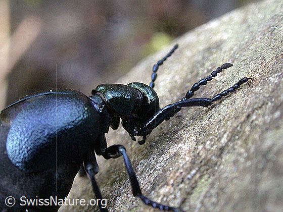 Foto: Schwarzer Maiwurm (Meloe proscarabaeus). Länge 11 - 35mm. Weibchen. Wird auch Schwarzblauer Ölkäfer oder Pflasterkäfer genannt. Trächtiges Weibchen vor Eiablage.
Umgebung: Lichter Bergwald.
Lat.: Meloe proscarabaeus
Familie: Meloidae (Ölkäfer)
Gattung: Meloe