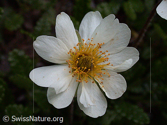 Foto: Silberwurz, Blüte 
Lat.: Dryas octopetala