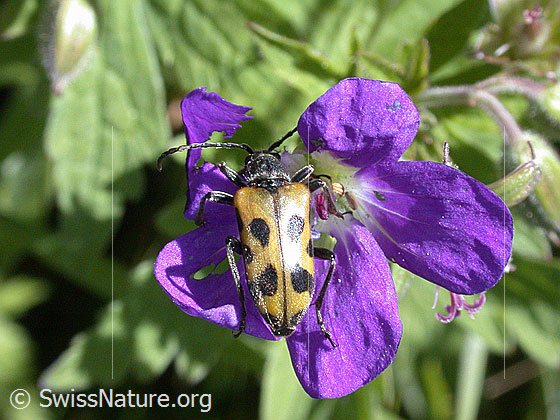 Foto: Gelber Vierfleckbock (Pachyta quadrimaculata) auf Blüte.
Lat.: Pachyta quadrimaculata
Familie: Cerambicidae (Bockkäfer)
Unterfamilie: Lepturinae (Schmalböcke)