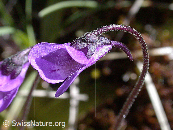 Foto: Gemeines Fettblatt (Pinguicula vulgaris). Blüte.
Lat.: Pinguicula vulgaris
Familie: Lentibulariaceae (Wasserschlauchgewächse)
Gattung: Pinguicula (Fettkräuter)