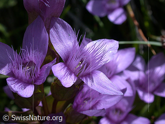 Foto: Feld-Enzian, Blüte 
Lat.: Gentiana campestris
Familie: Gentiananceae (Enziangewächse)