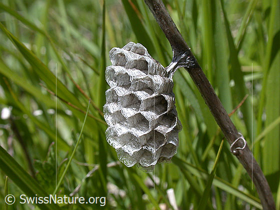 Foto: Wespennest an Grashalm.