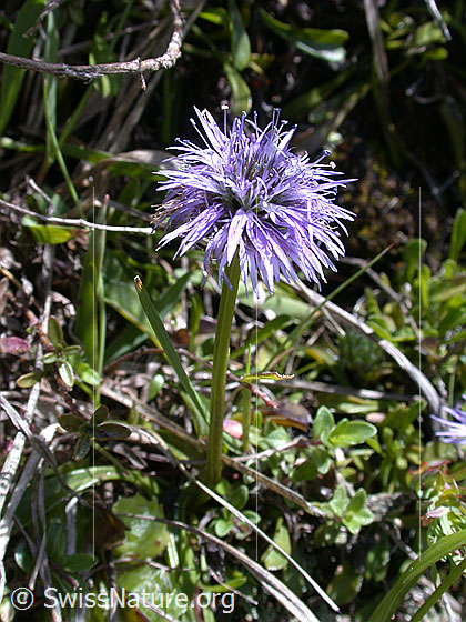 Herzblättrige Kugelblume
