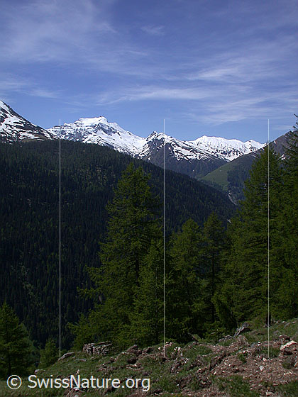 Foto: Blick über das Binntal Richtung SW.  Im Vordergrund: Lärchenwald im Hintergrund: Hillehorn und Oberblatthorn