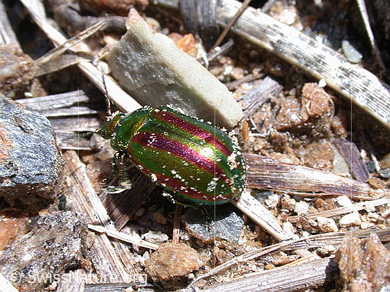 Chrysomela cerealis