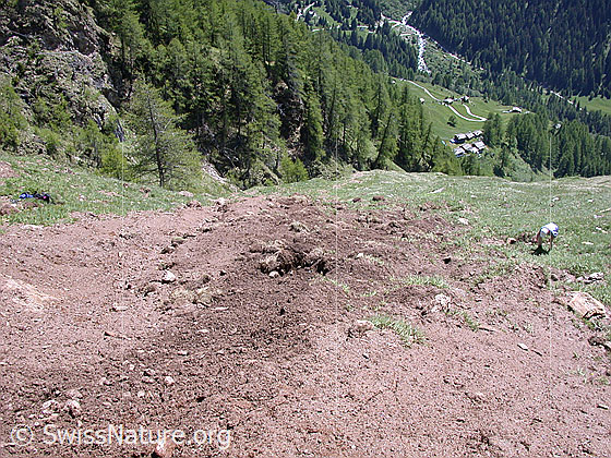 Foto: Erosion auf einer Alpweide oberhalb Imfeld. Der Anriss erfolgte während den Unwettern von 00.