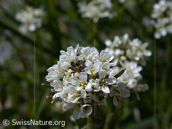 Foto: Bach-Gänsekresse, Blüte 
Lat.: Arabis subcoriacea