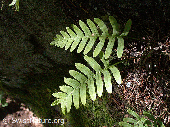Foto: Gemeiner Tüpfelfarn, Engelsüss 
Lat.: Polypodium vulgare