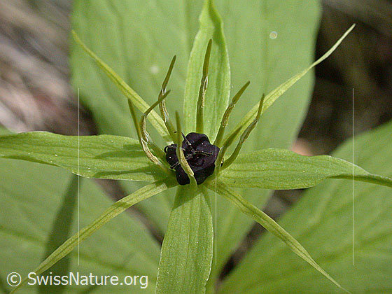 Photo: Paris quadrifolia. Blossom and leaves.
Lat.: Paris quadrifolia
Family: Melanthiaceae
Genus: Paris