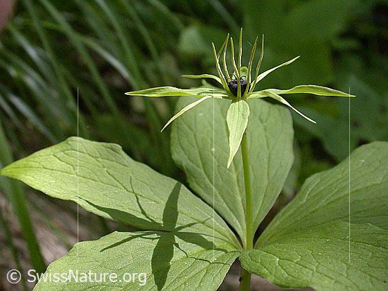 Photo: Paris quadrifolia. Blossom, stem and leaves from the side.
Lat.: Paris quadrifolia
Family: Melanthiaceae
Genus: Paris