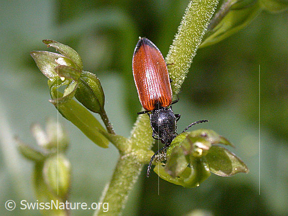 Foto: Grosses Zweiblatt, Blüte von der Seite (Lat.: Listera ovata). Am Stengel klammert sich ein Schnellkäfer (Lat.: Ampedus pomorum, Familie: Elateridae) fest.

Ampedus pomorum (Schnellkäfer)
Lat:: Ampedus pomorum
Familie: Elateridae (Schnellkäfer)
Gattung: Ampedus