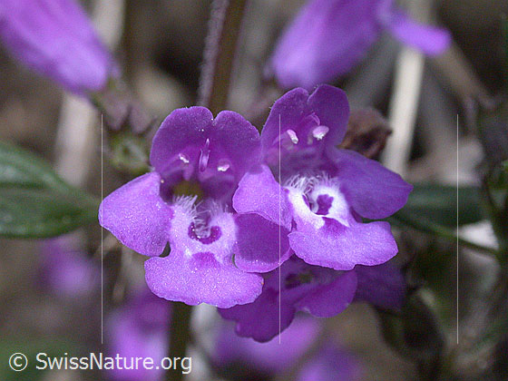 Foto: Alpen-Steinquendel, Blüte 
Lat.: Acinos alpinus