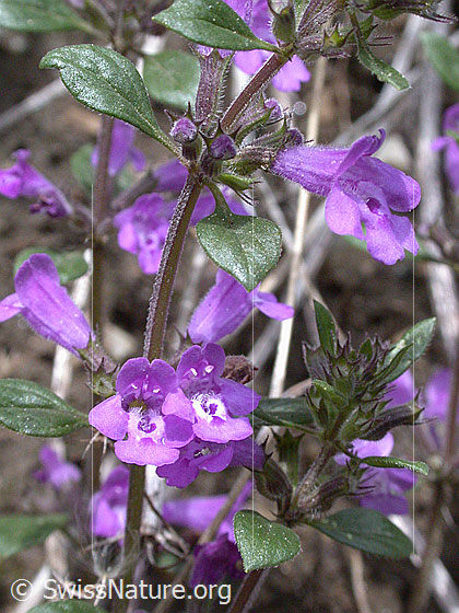 Foto: Alpen-Steinquendel 
Lat.: Acinos alpinus