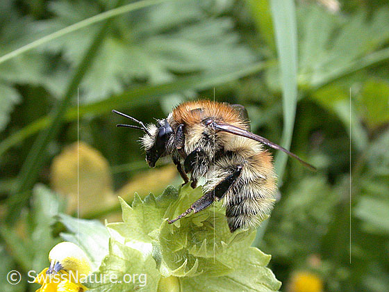Foto: Feldhummel auf Blüte 
Lat.: Bombus agrorum