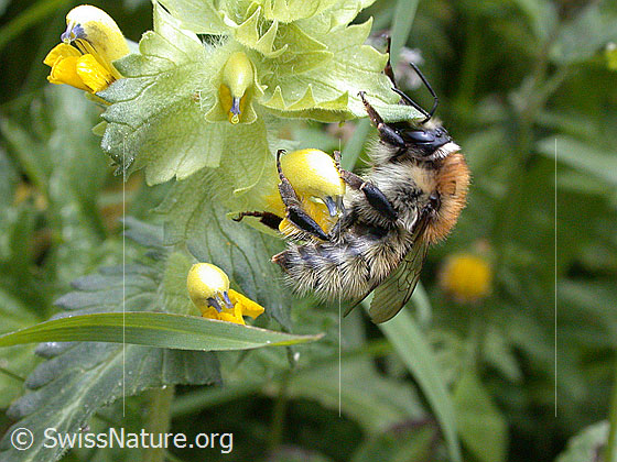 Foto: Feldhummel an Blüte
Lat.: Bombus agrorum