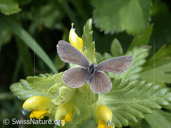 Foto: Kleiner brauner Schmetterling auf Blüte.