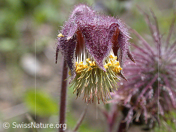 Bach-Nelkenwurz (Geum rivale)