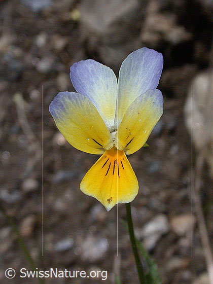 Foto: Feld-Stiefmütterchen, Echtes Stiefmütterchen, Blüte 
Lat.: Viola tricolor