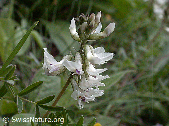 Foto: Alpen-Tragant 
Lat.: Astragalus alpinus 
Familie: Schmetterlingsblütler