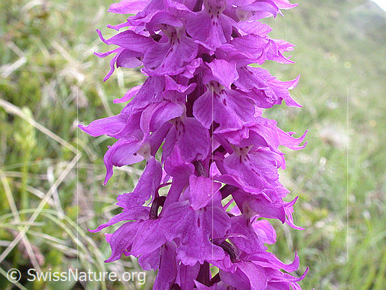 Foto: Männliches Knabenkraut, Blüte 
Lat.: Orchis mascula