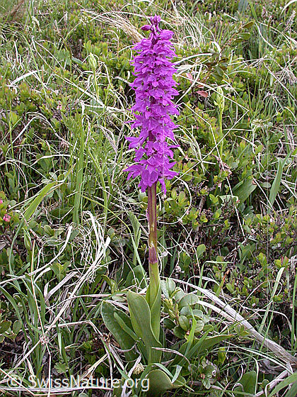 Foto: Männliches Knabenkraut 
Lat.: Orchis mascula