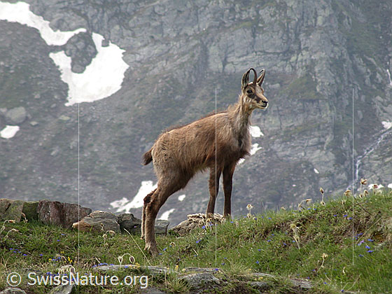 Foto: Gämse (Rupicapra rupicapra).
Lat.: Rupicapra rupicapra
Ordnung: Artiodactyla (Paarhufer)
Familie: Bovidae (Hornträger)
Gattung: Rupicapra (Gämsen)