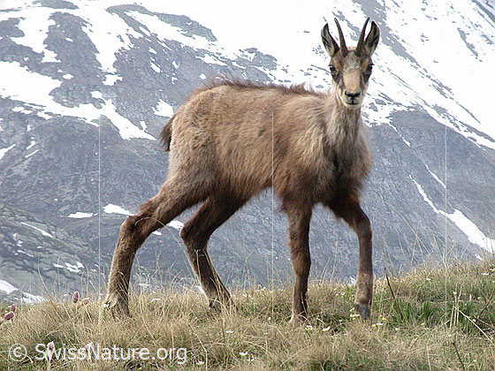 Foto: Gämse (Rupicapra rupicapra).
Lat.: Rupicapra rupicapra
Ordnung: Artiodactyla (Paarhufer)
Familie: Bovidae (Hornträger)
Gattung: Rupicapra (Gämsen)