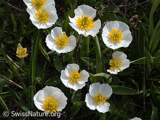Foto: Pyrenäen-Hahnenfuss 
Lat.: Ranunculus kuepferi