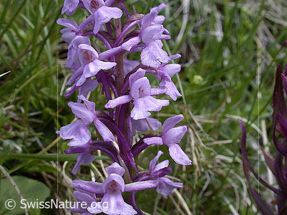 Foto: Langspornige Handwurz, Blüten 
Lat.: Gymnadenia conopsea
Familie: Orchidaceae