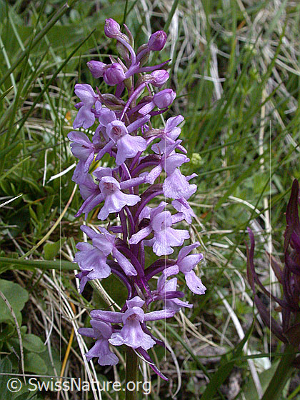 Foto: Langspornige Handwurz, Blütenstand 
Lat.: Gymnadenia conopsea
Familie: Orchidaceae