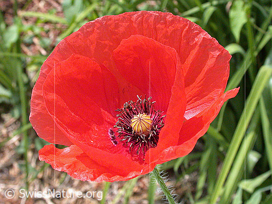Foto: Klatsch-Mohn, Blüte
