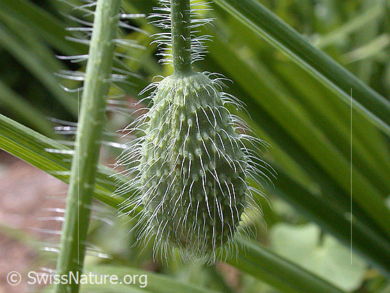 Foto: Klatsch-Mohn, Knospe