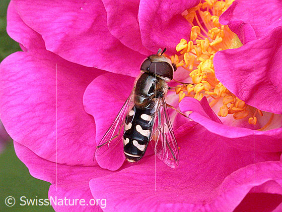 Späte Grossstirnschwebfliege (Scaeva pyrastri) auf Blüte einer Rose