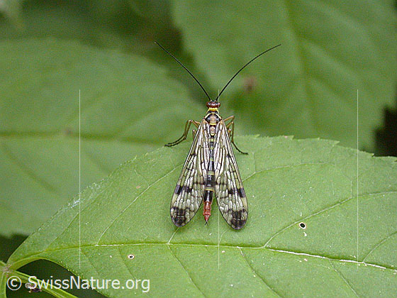 Foto: Skorpionsfliege