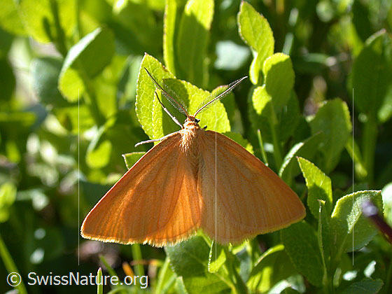 Foto: Unbekannter oranger Schmetterling mit gefächerten Fühlern.