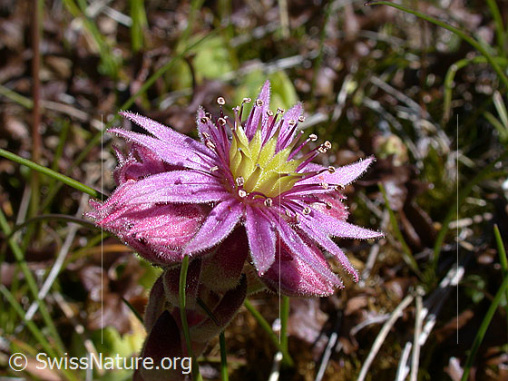 Foto: Alpen-Hauswurz, Blüte
Lat.: Sempervivum tectorum