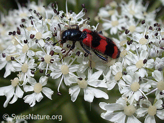 Foto: Bienenwolf, Bienenkäfer
Lat.: Trichodes apiarius 
Familie: Cleridae
Lat.: Cleridae