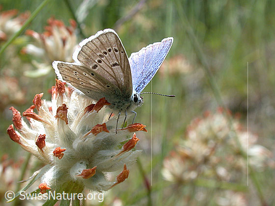 Foto: Himmelblauer Bläuling, Männchen, Ansicht von der Seite 
Lat.: Polyommatus bellargus