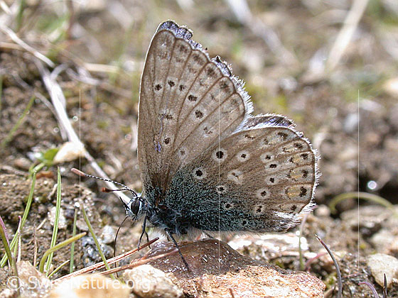 Foto: Gemeiner Bläuling, Männchen, Seitenansicht
Lat.: Polyommatus icarus