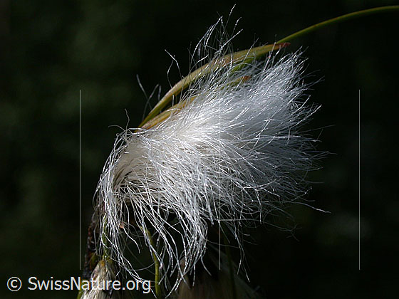 Foto: Schmallblättriges Wollgras Lat.: Eriophorum angustifolium