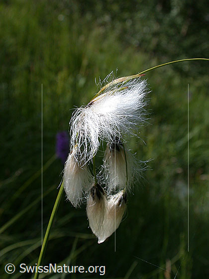 Foto: Schmallblättriges Wollgras 
Lat.: Eriophorum angustifolium