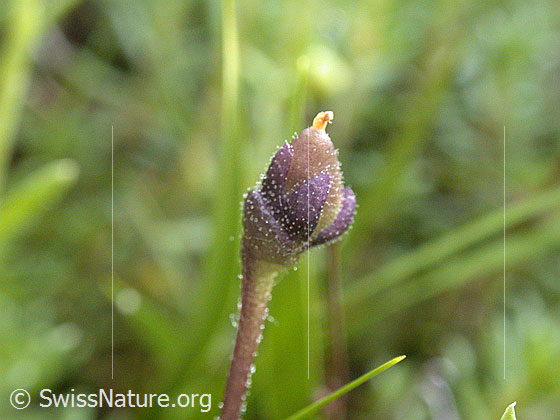 Foto: Gemeines Fettblatt (Pinguicula vulgaris).
Lat.: Pinguicula vulgaris
Familie: Lentibulariaceae (Wasserschlauchgewächse)
Gattung: Pinguicula (Fettkräuter)