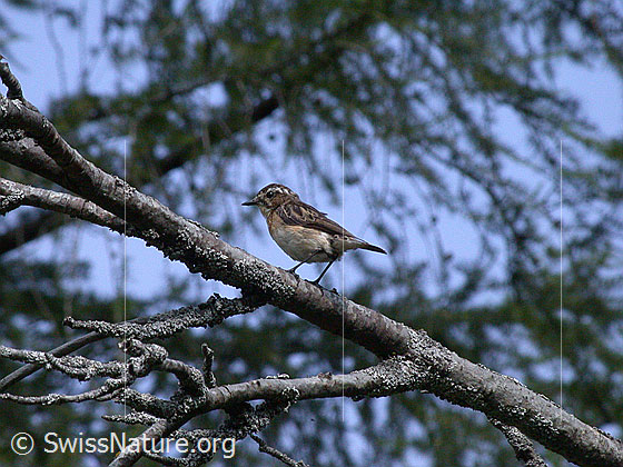 Foto: Braunkehlchen (Saxicola rubetra).
Lat.: Saxicola rubetra
Ordnung: Passeriformes (Sperlingsvögel)
Unterordnung: Passeri (Singvögel)
Familie: Muscicapidae (Fliegenschnäpper)
Unterfamilie: Saxicolinae (Schmätzer)
Gattung: Saxicola (Wiesenschmätzer)
