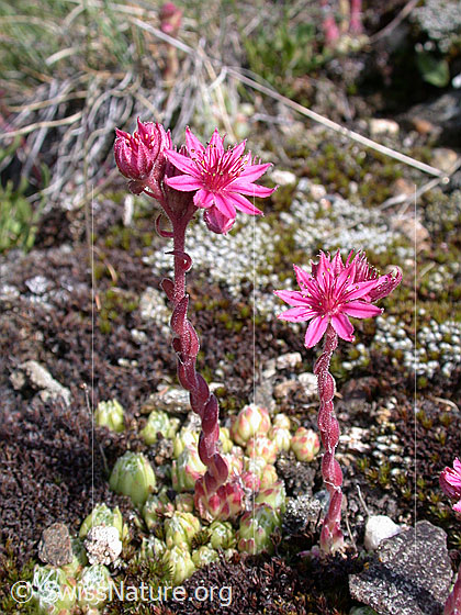 Foto: Spinnweb-Hauswurz 
Lat.: Sempervivum arachnoideum
Familie: Crassulaceae (Dickblattgewächse)