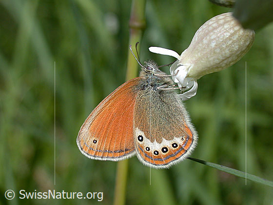 Foto: Perlgrasfalter 
Lat.: Coenonympha arcania