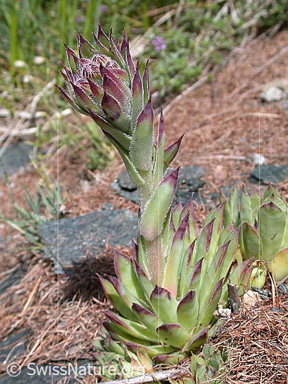 Foto: Alpen Hauswurz 
Lat.: Sempervivum tectorum alpinum