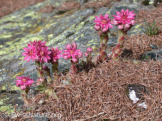 Foto: Spinnweb-Hauswurz 
Lat.: Sempervivum arachnoideum
Familie: Crassulaceae (Dickblattgewächse)